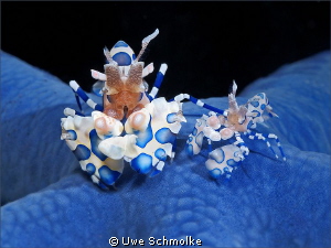 Harlequin shrimp on blue sea star.

Have fun watching. by Uwe Schmolke 